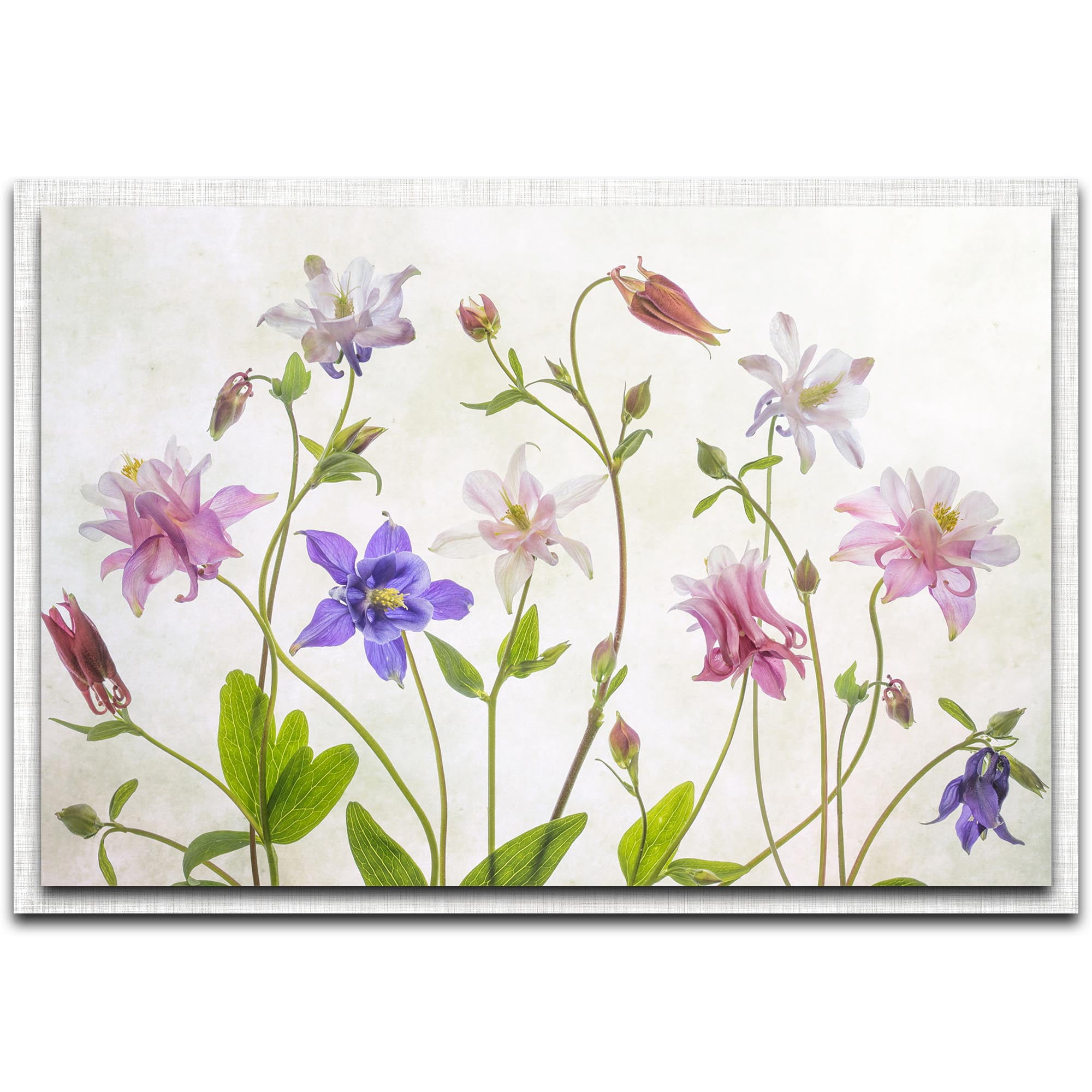 Columbine Parchment Frame