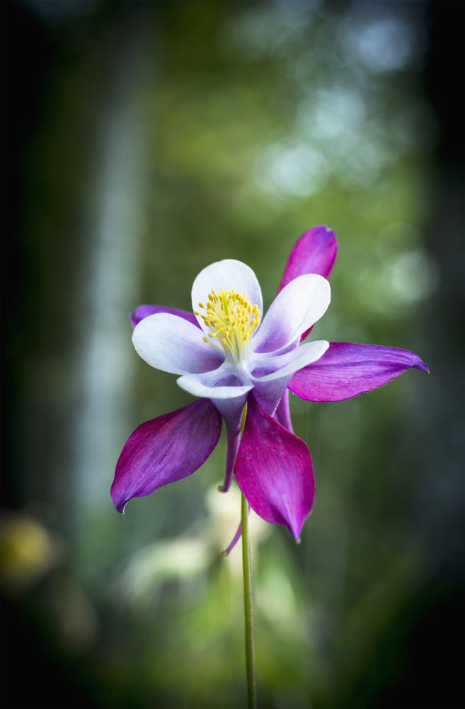 Columbine blooms in a garden Astoria Oregon United States of America Canvas Art - Robert L Potts  Design Pics (12 x 19)