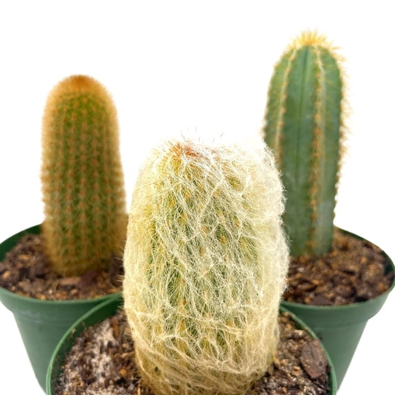 Column Cactus Assortment, 4 inch Set of 3, Silver Torch, Blue Column ...