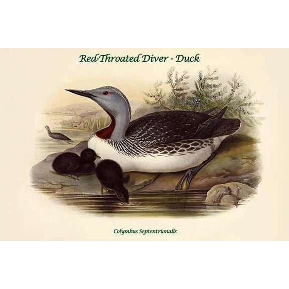 Colymbus Septentrionalis - Red-Throated Diver - Duck-Fine Art Canvas Print (20" x 30")