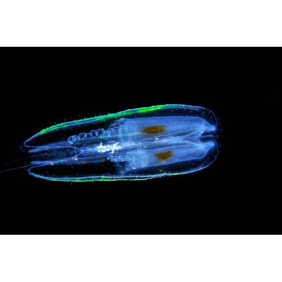 Comb jelly, a pelagic ctenophore, at night, Kona, Hawaii Poster Print by VWPics/Stocktrek Images (17 x 11)