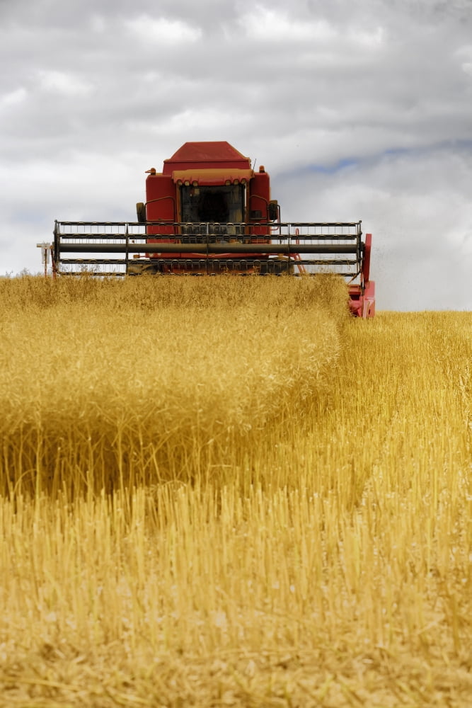 Combine Harvester North Yorkshire England Canvas Art - John Short  Design Pics (12 x 19)