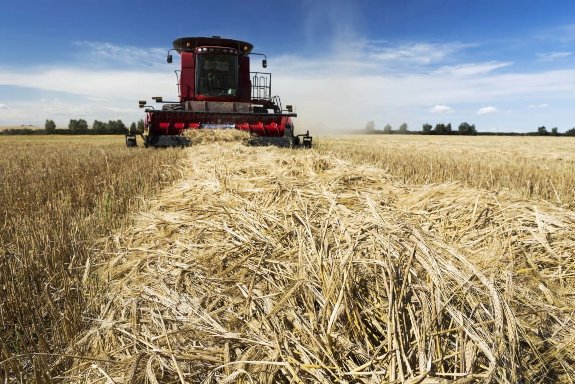 Combine harvesting a row of cut barley with blue sky and clouds Acme Alberta Canada Canvas Art - Michael Interisano Design Pics (38 x 24)