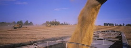 Combine harvesting soybeans in a field Minnesota USA Canvas Art - Panoramic Images (36 x 13)