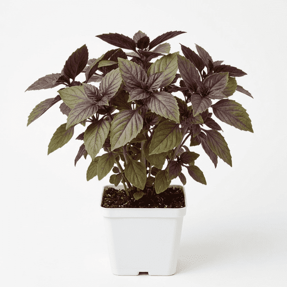 Combo 2-3 Plants Basil Dark Opal Purple Basil Plants in a Cup, Ocimum Basilicum Seedlings 5-9 Inc Tall