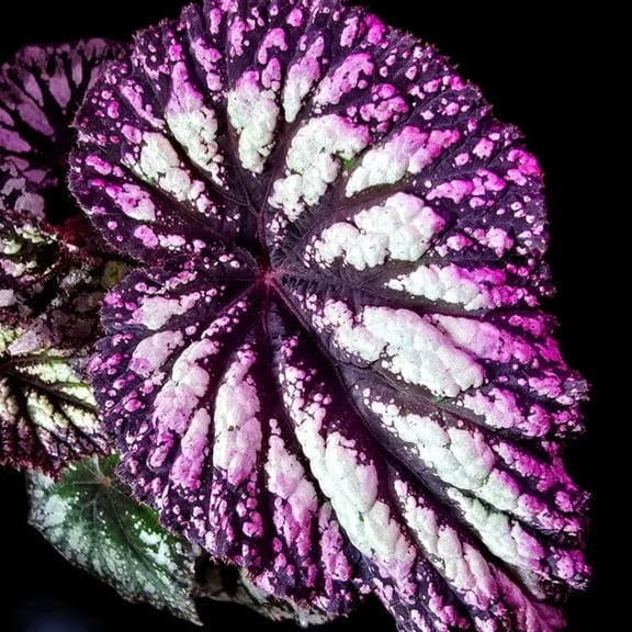 Combo 3 Fire Begonia Angel Wing Plants Live, Begonia Maculata Live Plant, Begonias Live Plants Outdoor, 4 to 8 Inc Tall