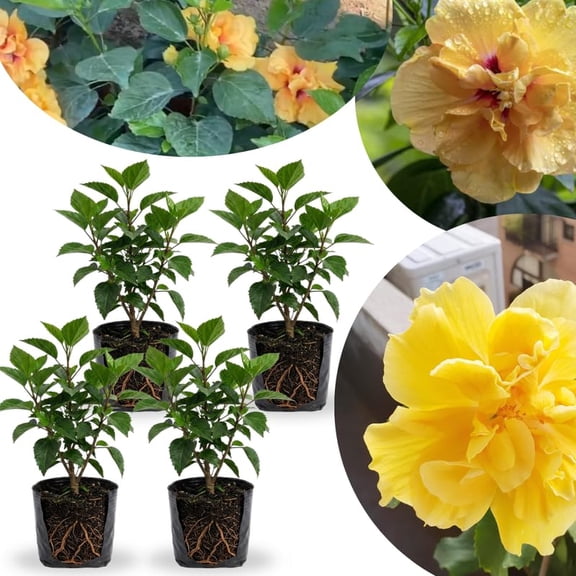 Combo 4 Hardy Hibiscus Plants Live, 48 Inches Tall, Full-sun Blooming Flower Shrubs for Indoor Outdoor Garden and Patio Growing (Double Yellow)