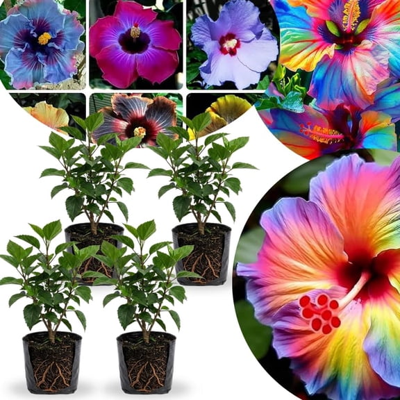 Combo 4 Hardy Hibiscus Plants Live, 48 Inches Tall, Full-sun Blooming Flower Shrubs for Indoor Outdoor Garden and Patio Growing (Random Hibiscus)