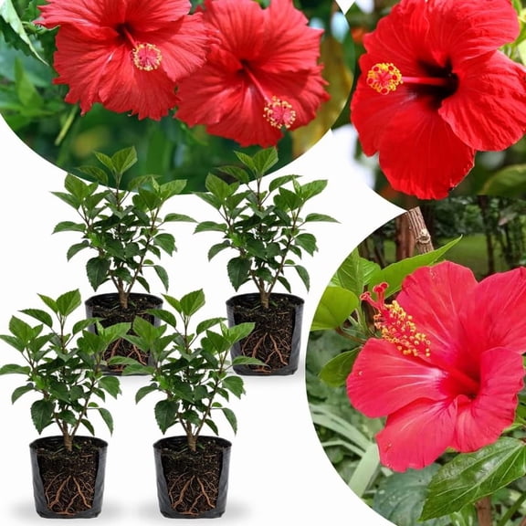 Combo 4 Hardy Hibiscus Plants Live, 48 Inches Tall, Full-sun Blooming Flower Shrubs for Indoor Outdoor Garden and Patio Growing (Red Hibiscus)