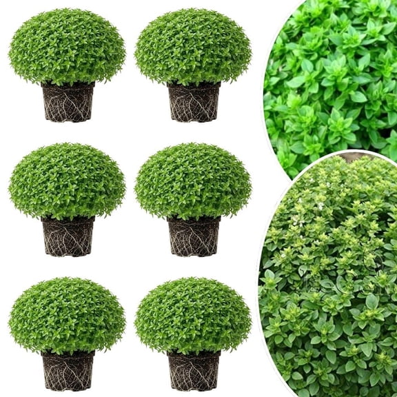 Combo 6 Greek Basil Plant Live 3-5 Inch Tall, Basil Herb Plants, Fragrant Culinary Herb Well Rooted Seedling