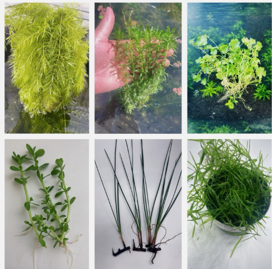 Combo Pack of 6 Species Live Aquarium Plants for Freshwater Fish Tanks, Easy Live Aquatic Plants Bundle for Betta Shrimp Guppy Aquarium