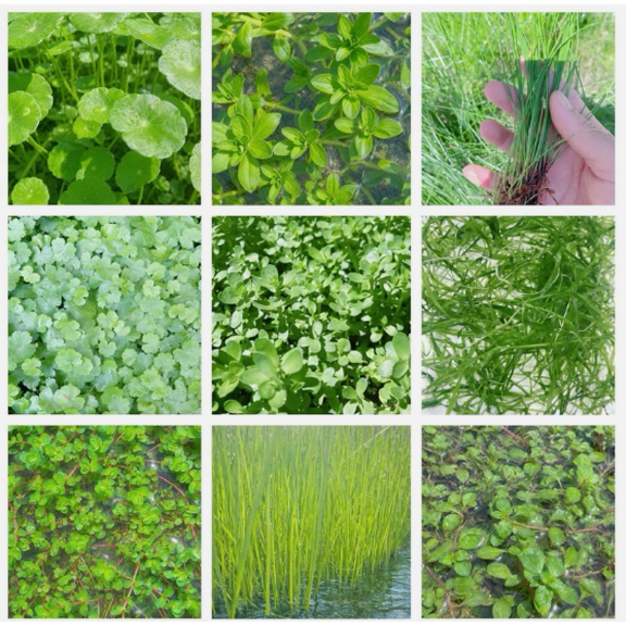 Combo Pack of 9 Species Live Aquarium Plants Freshwater Aquatic Plant Variety Collection for Fish Tanks & Aquascaping