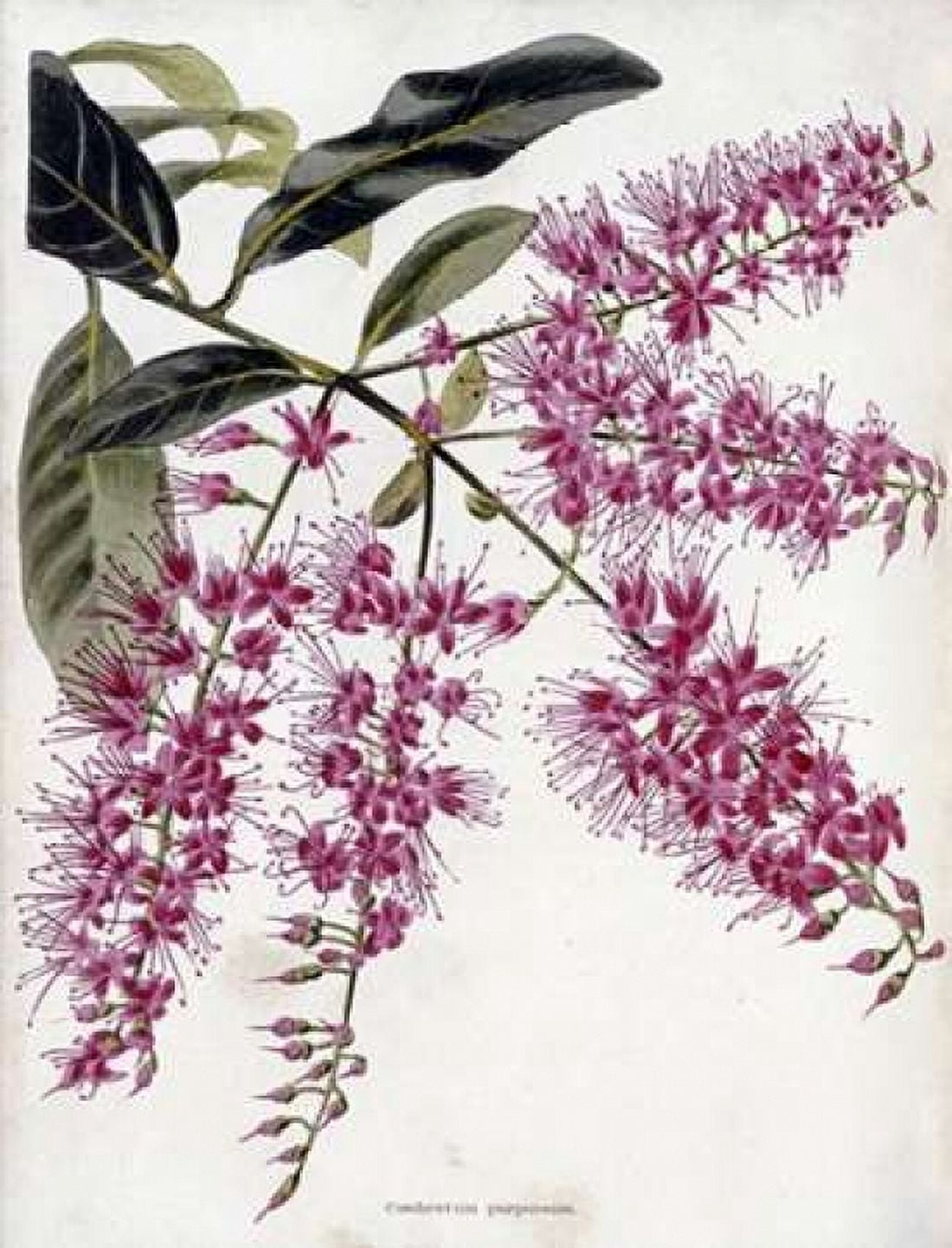 Combretum Purpureum Canvas Art - Conrad Loddiges (18 x 24)