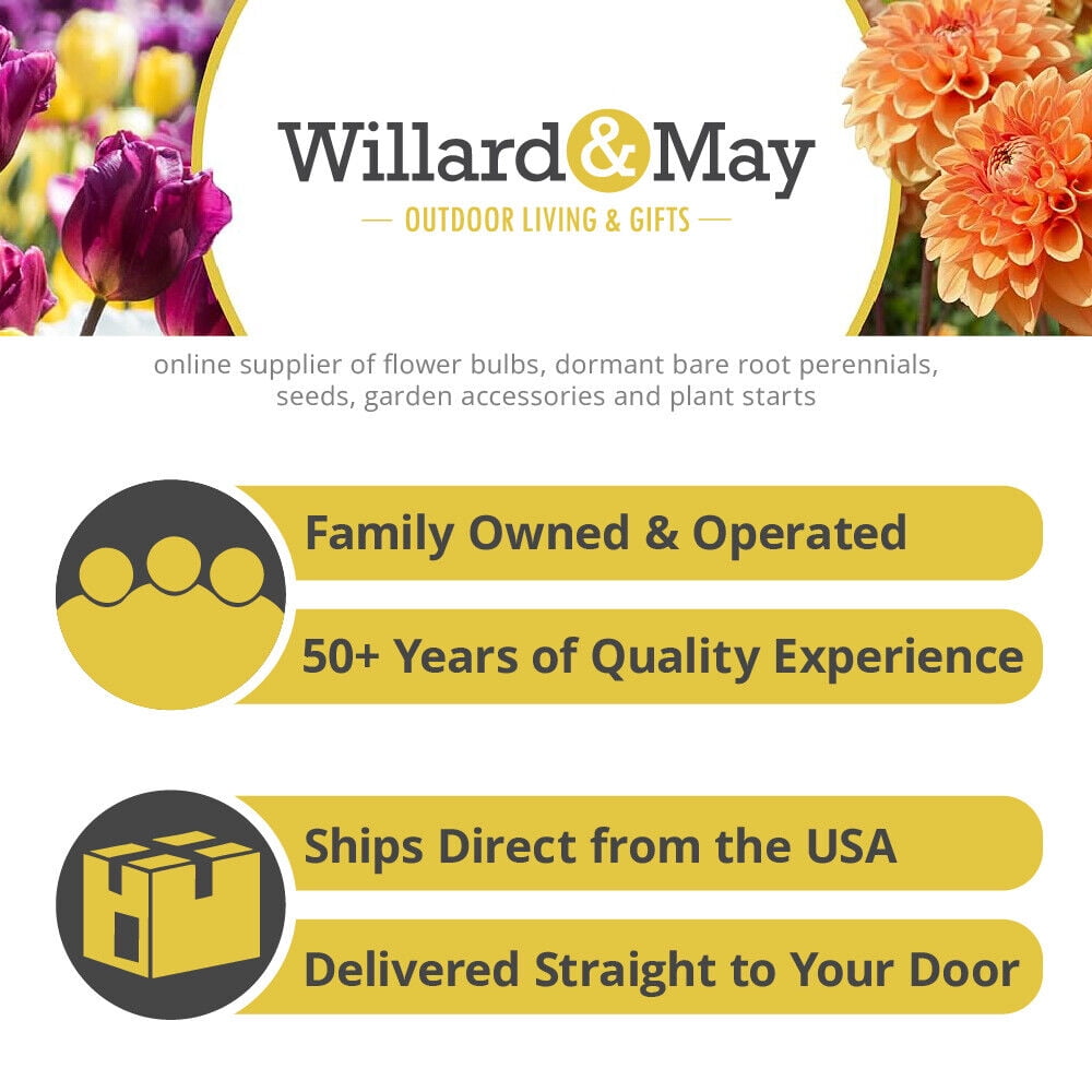 Come Away with Me Bearded Iris Flower Bulb Perennial Easy to Grow