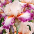 thumbnail image 1 of Come Away with Me Bearded Iris Flower Bulbs - Attracts Butterflies and Hummingbirds - Deer Resistant - Good as Cut Flowers - Naturalizing - Perennializing - Easy to Grow Live Plants - Outdoor Garden, 1 of 5