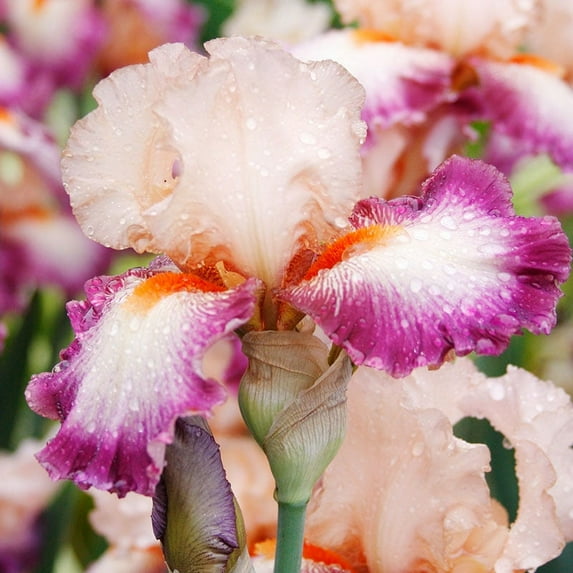 Come Away with Me Bearded Iris Flower Bulbs - Attracts Butterflies and Hummingbirds - Deer Resistant - Good as Cut Flowers - Naturalizing - Perennializing - Easy to Grow Live Plants - Outdoor Garden