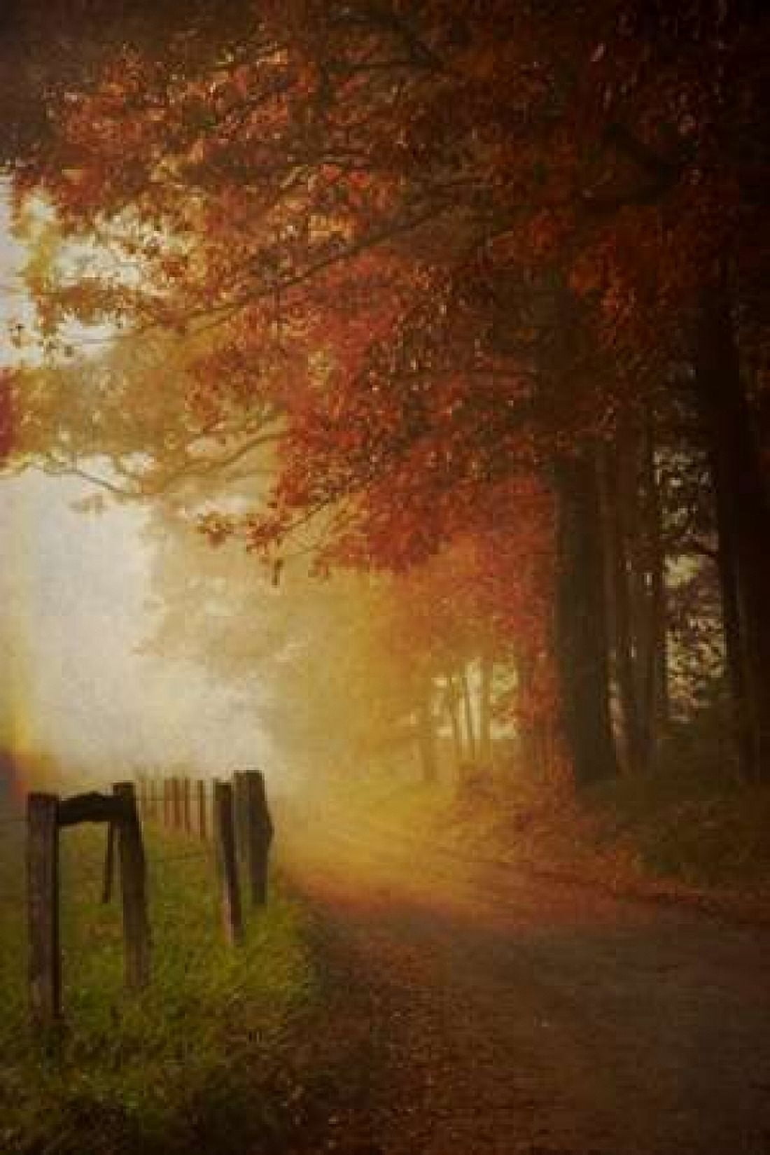 Come to the Light Canvas Art - Daniel Burt (24 x 36)