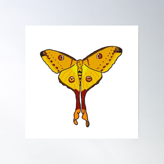 Comet Moth Poster Wall Art, Modern Wall Decor, 16x16 UNFRAMED