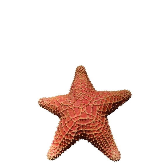 Comic Cushion Starfish Over Sized Statue