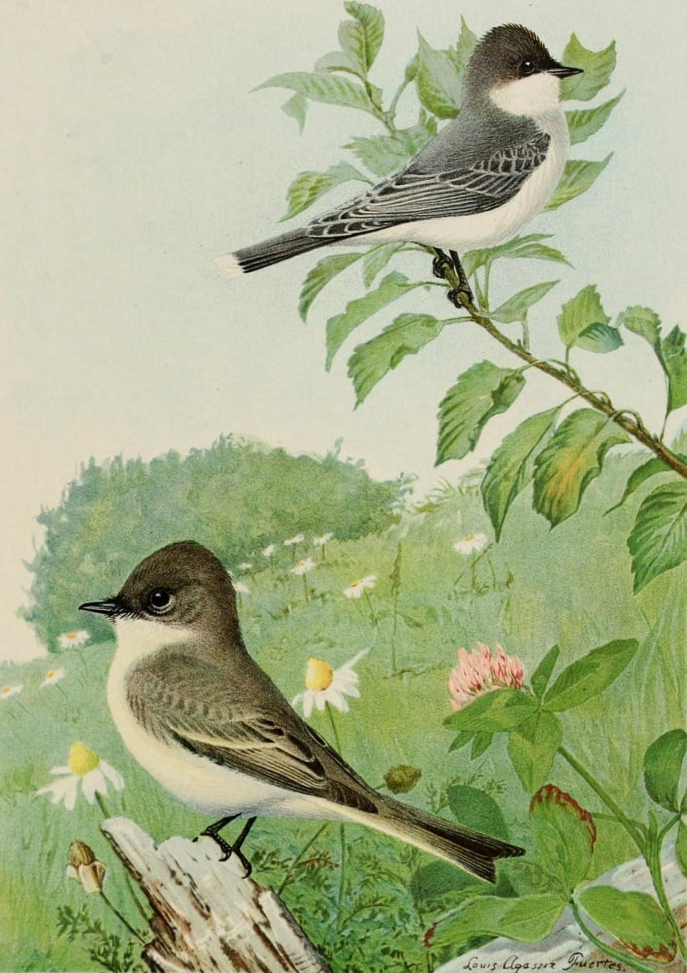Comm of Fisheries NY 1899 Kingbird & Phoebe Canvas Art - LA Fuertes (24 x 36)