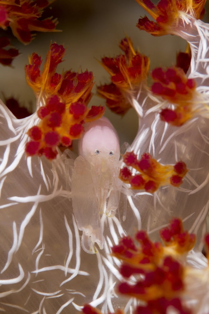 Commensal Shrimp on soft coral in Raja Ampat Indonesia Canvas Art - Todd WinnerStocktrek Images (23 x 35)