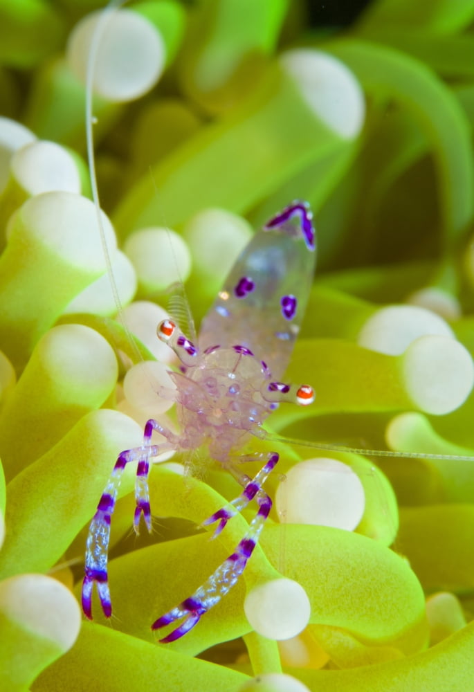 Commensal shrimp on green anemone Papua New Guinea Canvas Art - Steve JonesStocktrek Images (12 x 18)