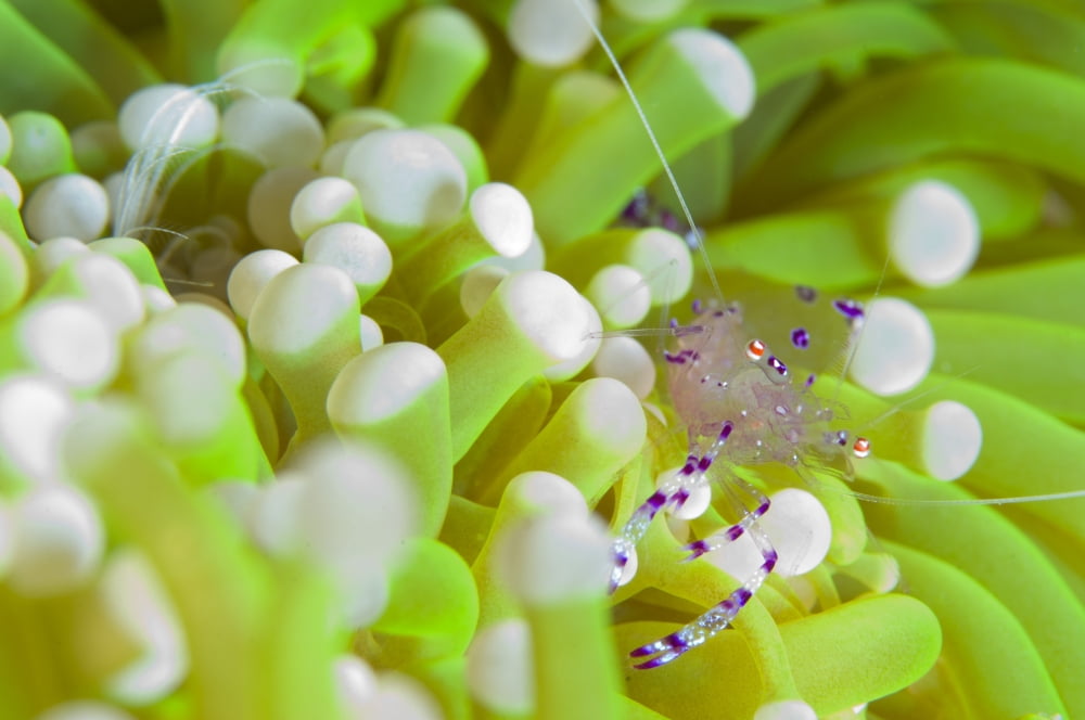 Commensal shrimp on green anemone Papua New Guinea Canvas Art - Steve JonesStocktrek Images (18 x 12)