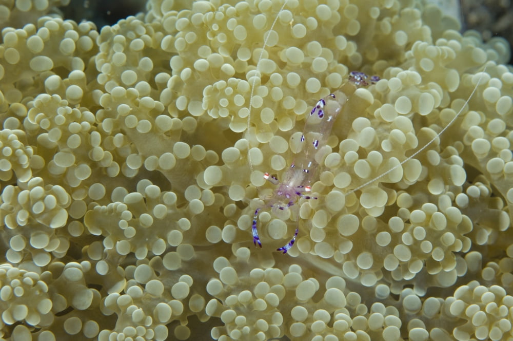 Commensal shrimp on soft coral Papua New Guinea Canvas Art - Steve JonesStocktrek Images (18 x 12)