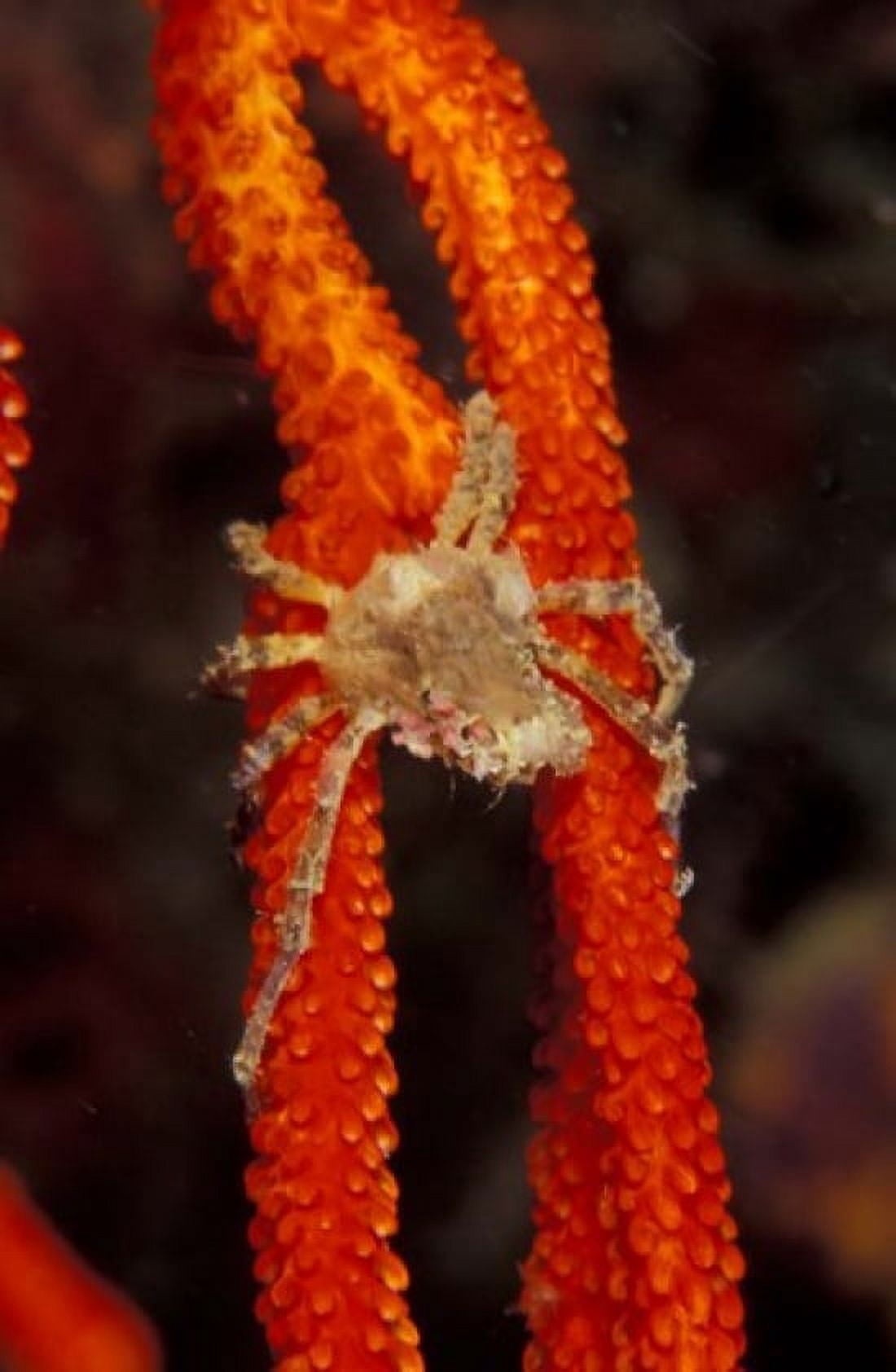 Commensul Crab on Soft Coral Indonesia Canvas Art - Michele Westmorland DanitaDelimont (18 x 27)