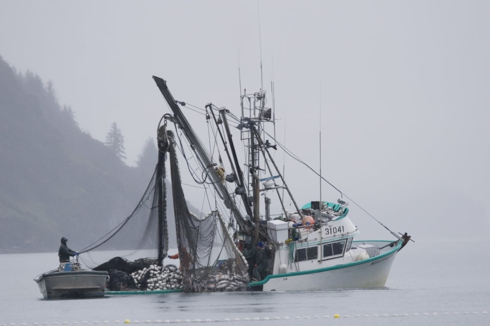 Commercial Seiner Malamute Kid Hauling In Catch Of Silver Salmon In Fog Port Valdez Pws Alaska Autumn Canvas Art - Scott Dickerson Design Pics (17 x 11)