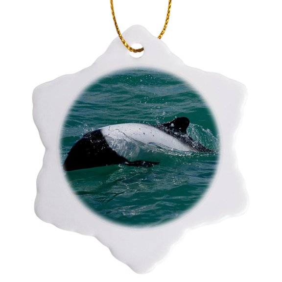 3drose, Commersons Dolphin, Cephalorhynchus Commersonii, in Patagonia, Argentina, 3 inch Snowflake Porcelain Ornament