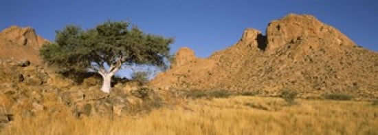 Commiphora spp tree in a desert Spitzkoppe Namib Desert Namibia Canvas Art - Panoramic Images (36 x 13)