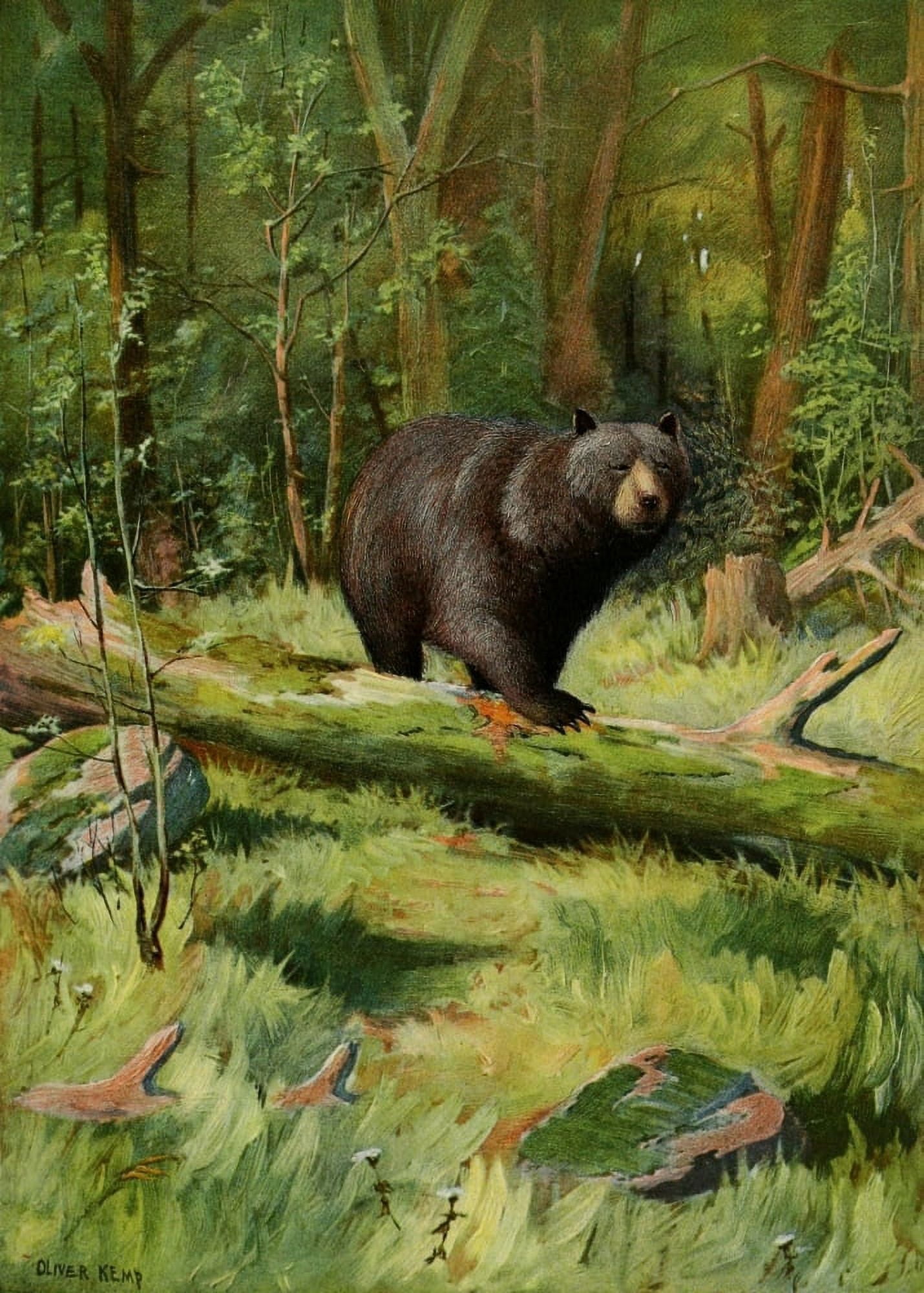 Commissioners of Fisheries NY 1899 Adirondack Black Bear Canvas Art - Oliver Kemp (24 x 36)