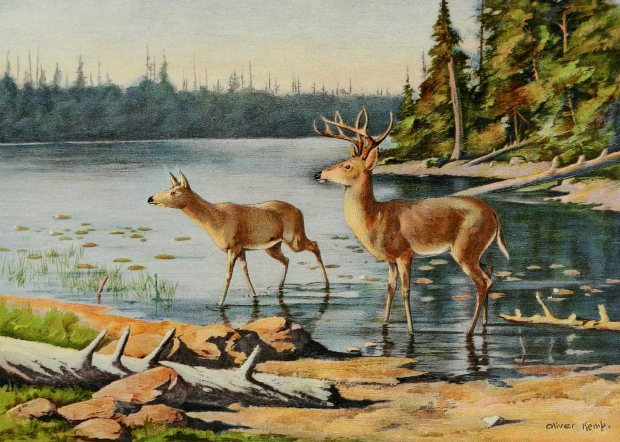 Commissioners of Fisheries NY 1899 Adirondack Deer Canvas Art - Oliver Kemp (18 x 24)