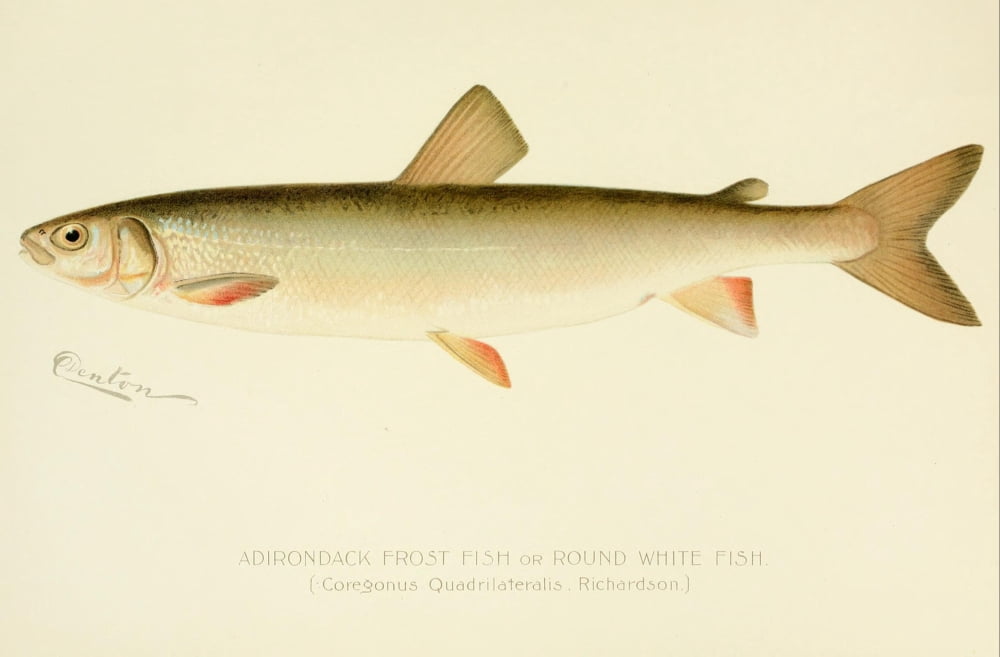 Commissioners of Fisheries NY 1899 Adirondack Frost Fish Canvas Art - SF Denton (24 x 36)