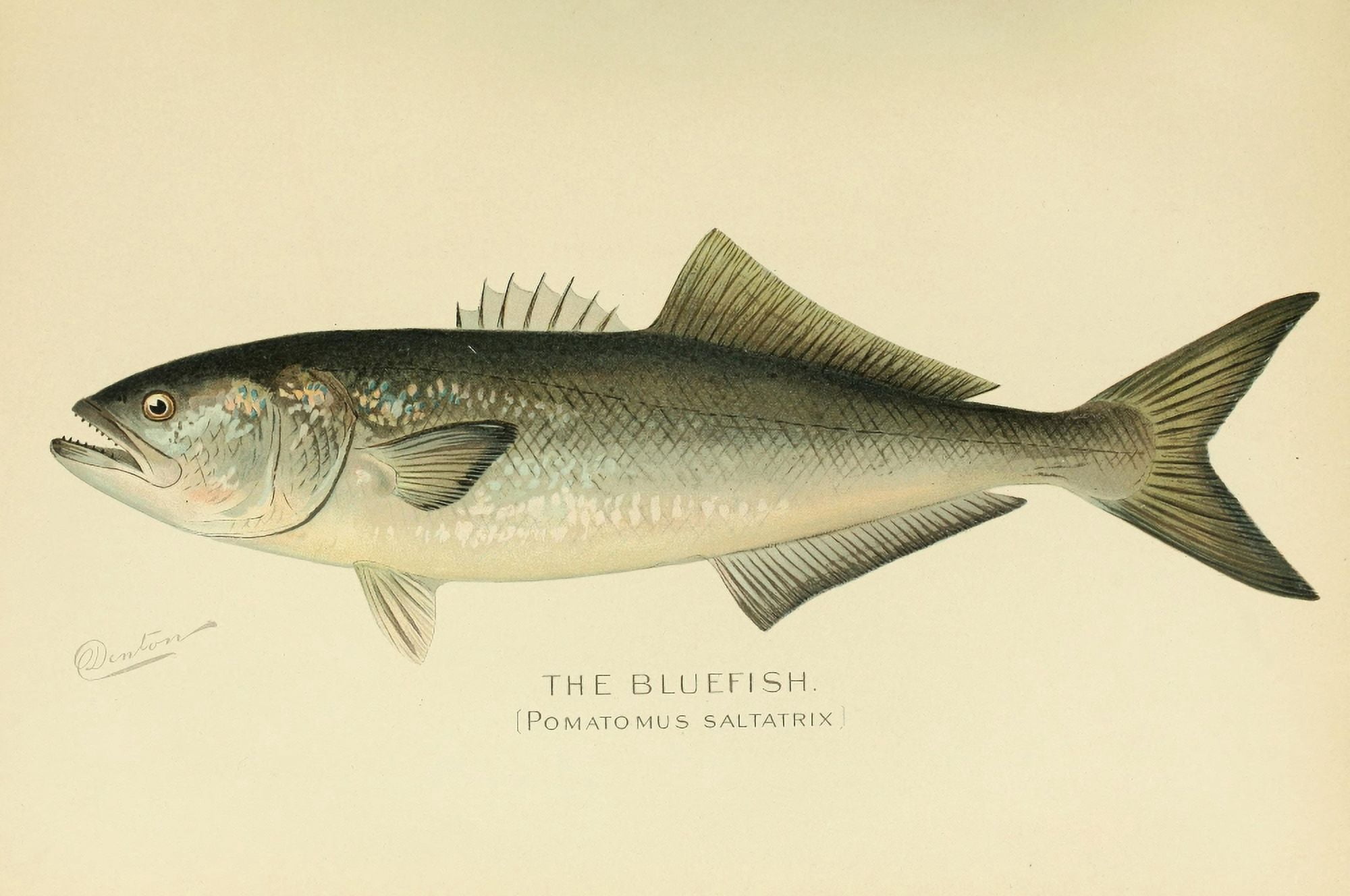 Commissioners of Fisheries NY 1899 Bluefish Canvas Art - SF Denton (18 x 24)