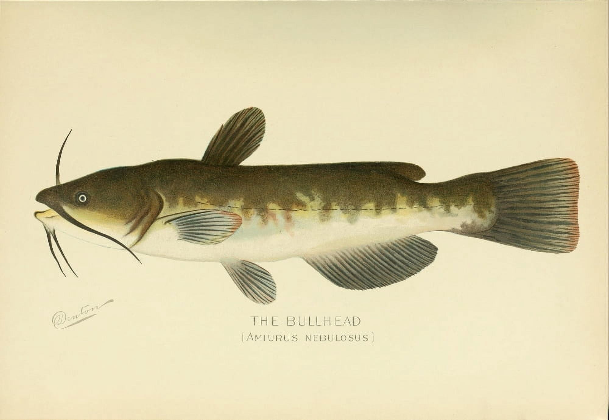 Commissioners of Fisheries NY 1899 Bullhead Canvas Art - SF Denton (24 x 36)