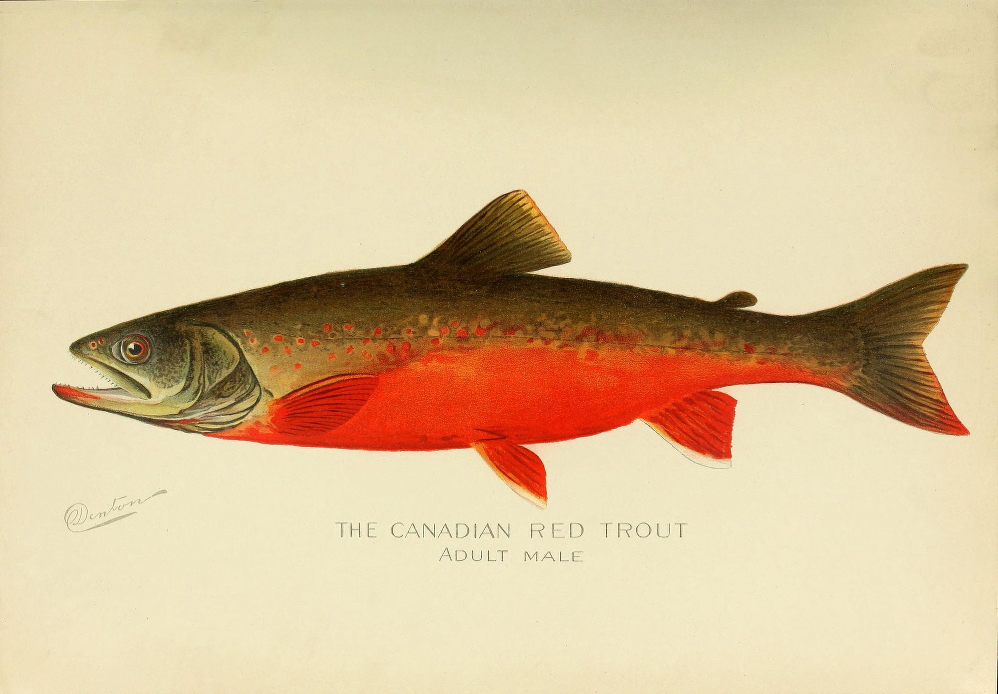 Commissioners of Fisheries NY 1899 Canadian Red Trout Canvas Art - SF Denton (18 x 24)