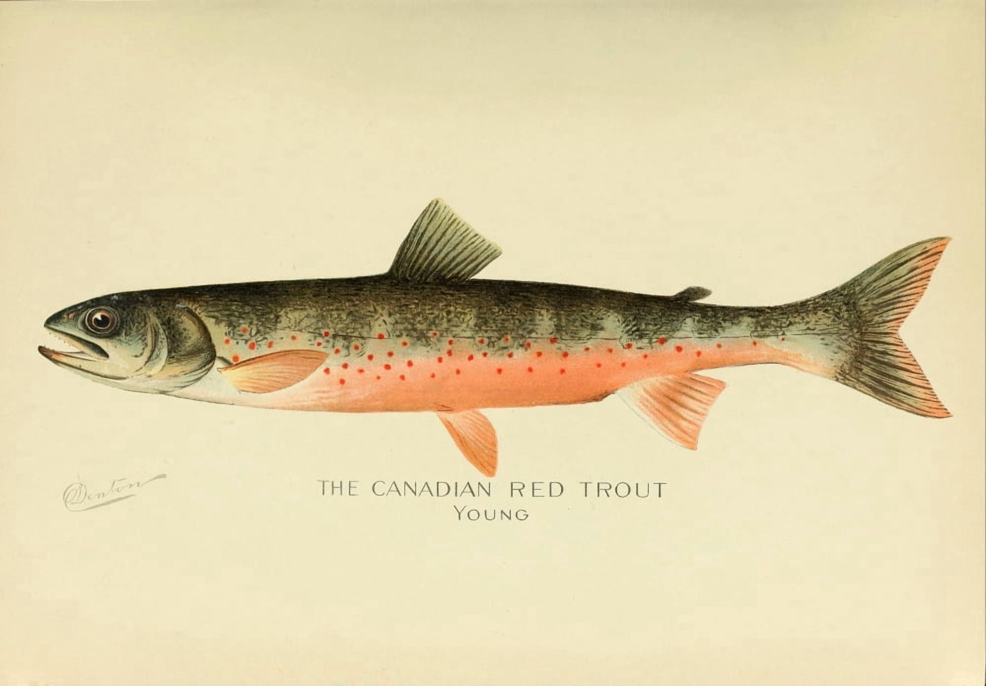Commissioners of Fisheries NY 1899 Canadian Red Trout young Canvas Art - SF Denton (24 x 36)