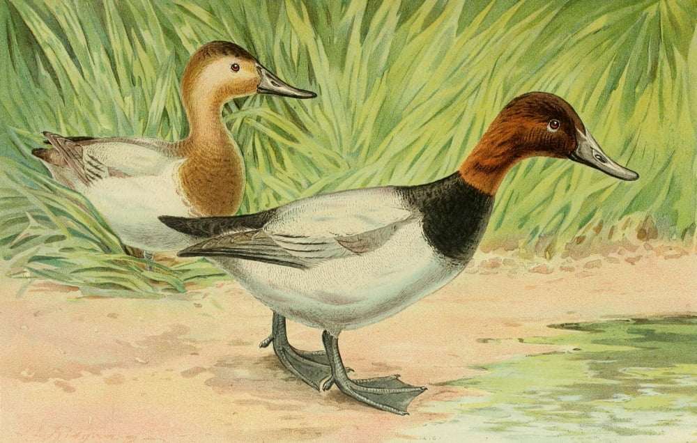 Commissioners of Fisheries NY 1899 Canvasback Duck Canvas Art - JL Ridgway (24 x 36)