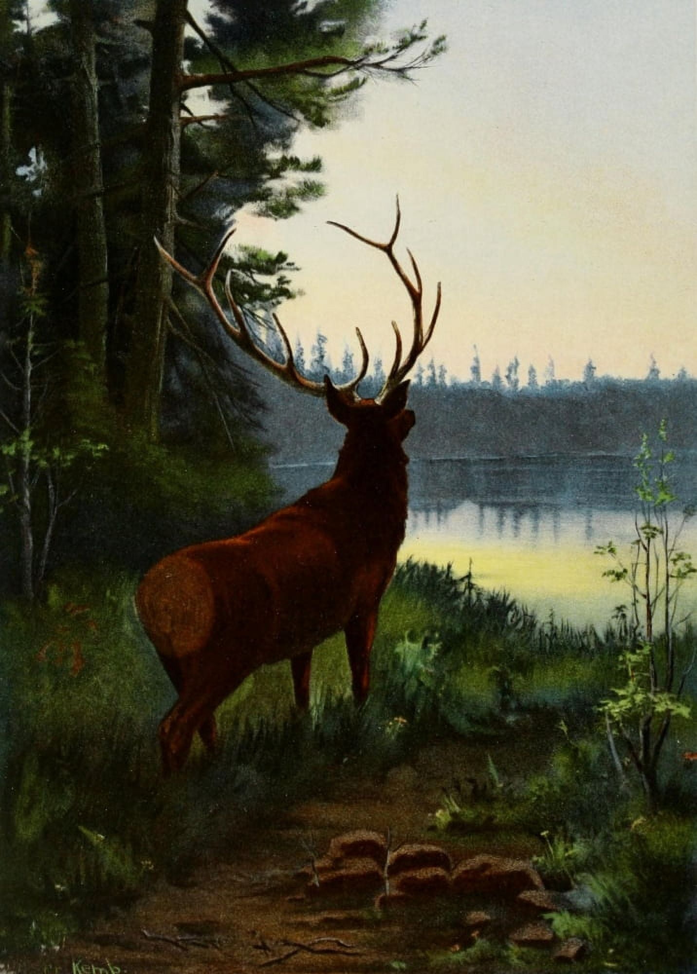 Commissioners of Fisheries NY 1899 Elk Canvas Art - Oliver Kemp (24 x 36)