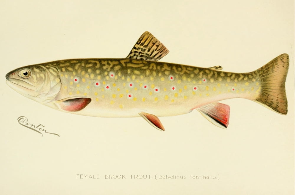 Commissioners of Fisheries NY 1899 Female Brook Trout Canvas Art - SF Denton (24 x 36)