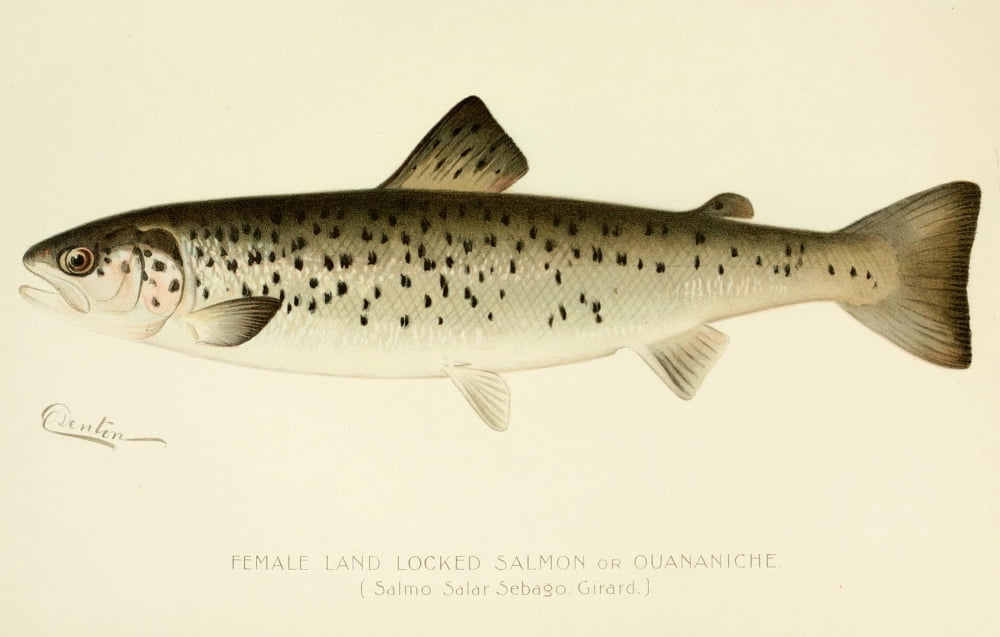 Commissioners of Fisheries NY 1899 Female Salmon Canvas Art - SF Denton (18 x 24)