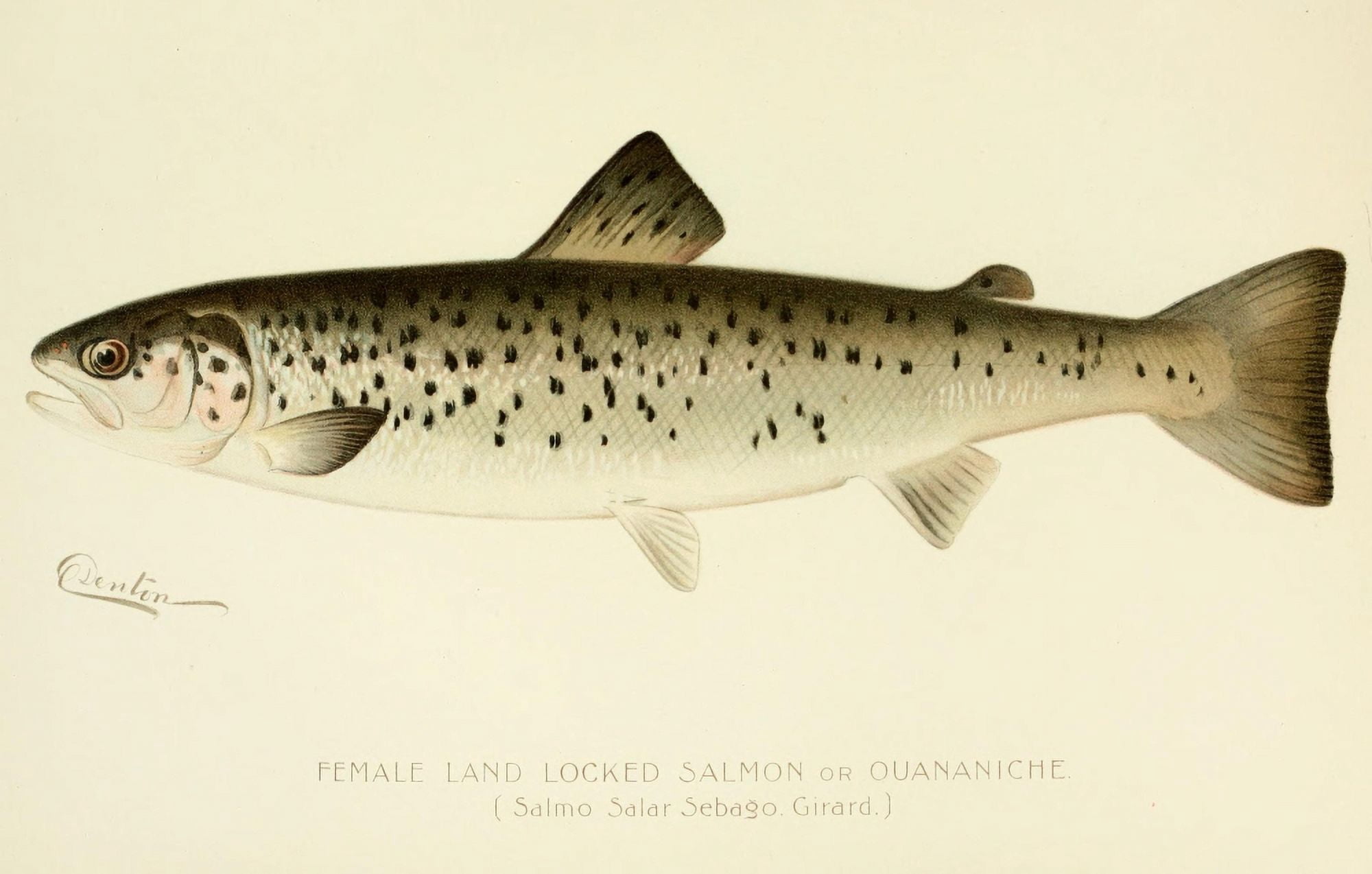 Commissioners of Fisheries NY 1899 Female Salmon Canvas Art - SF Denton (24 x 36)