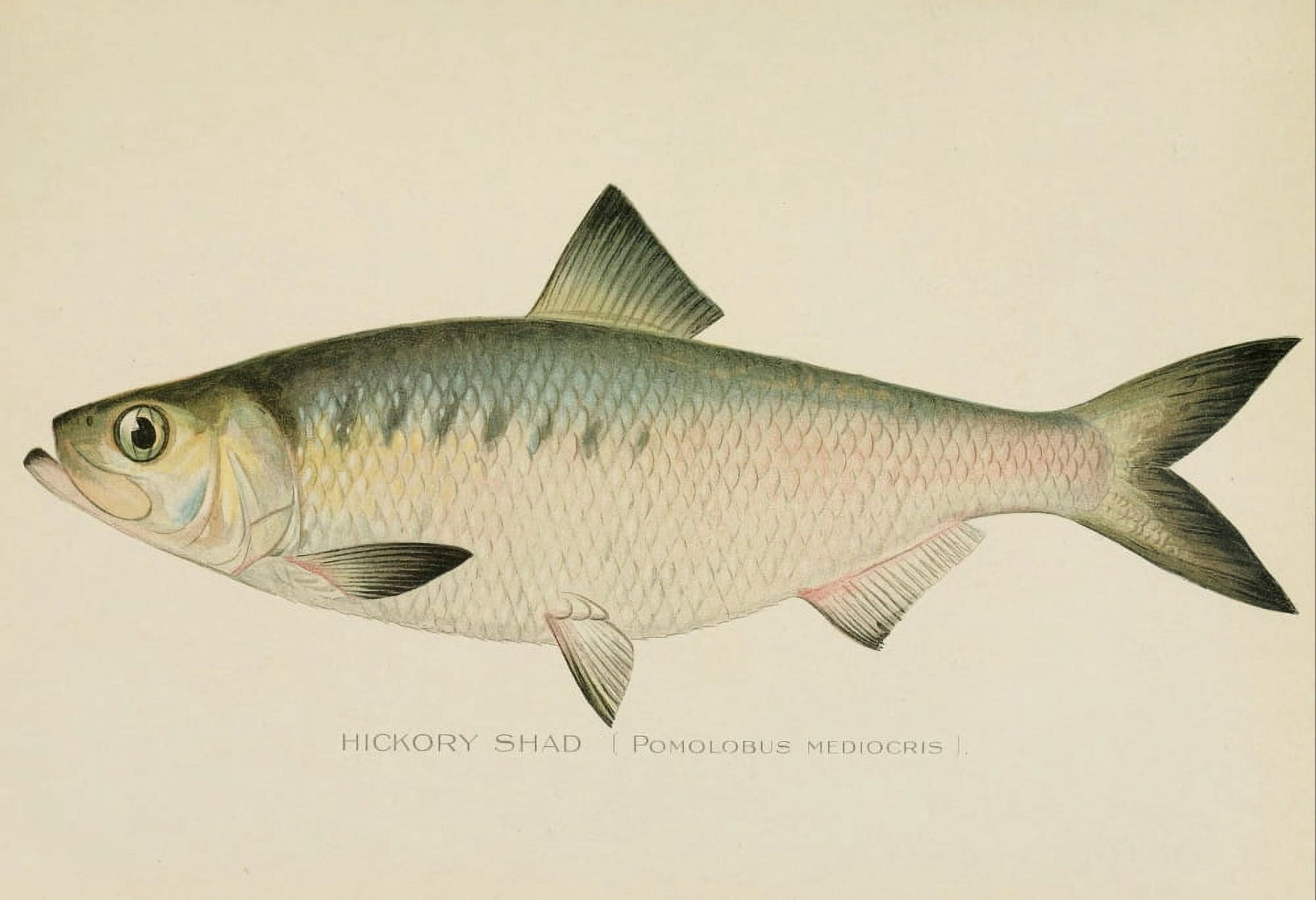 Commissioners of Fisheries NY 1899 Hickory Shad Canvas Art - SF Denton (24 x 36)