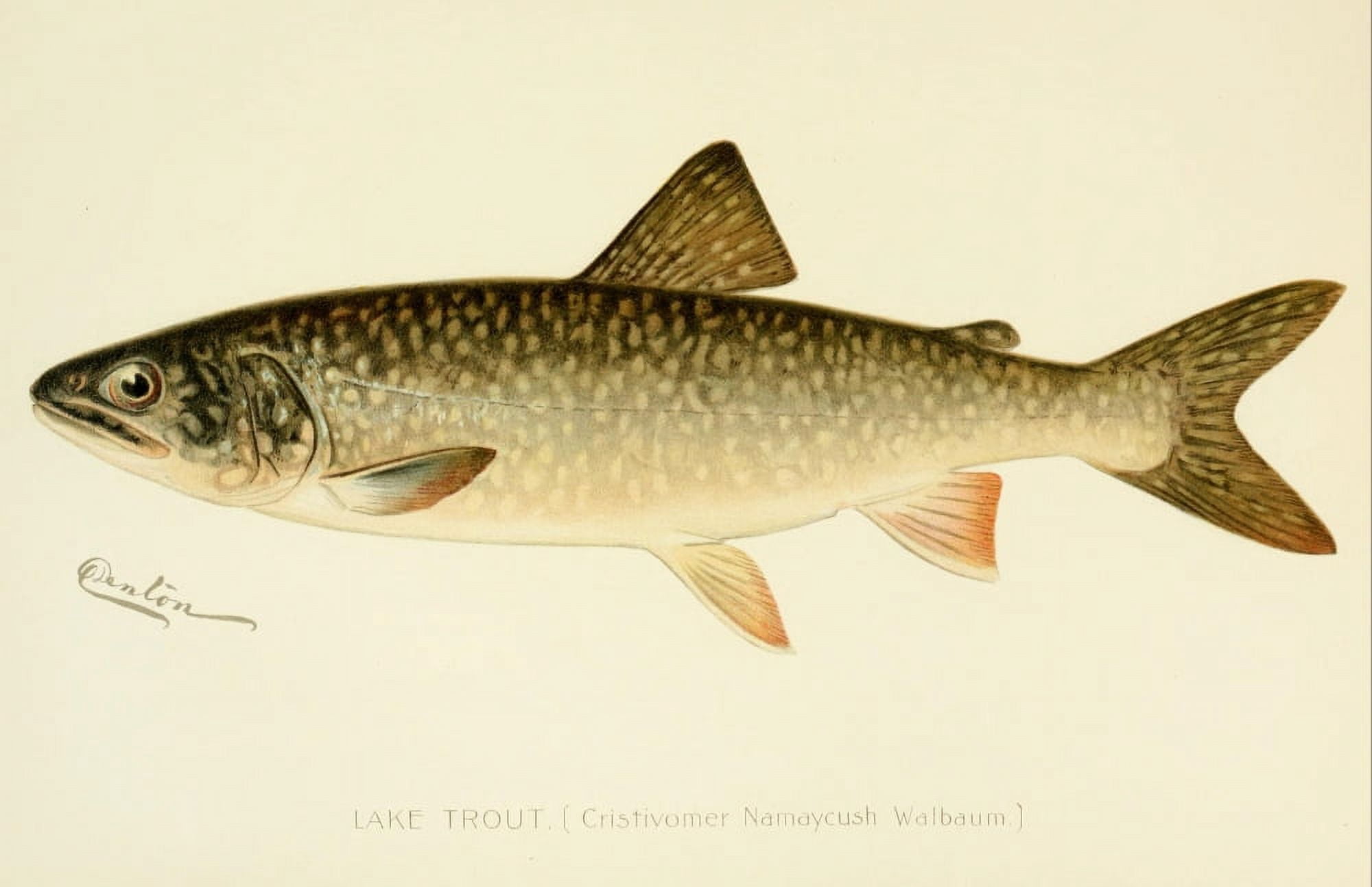 Commissioners of Fisheries NY 1899 Lake Trout Canvas Art - SF Denton (18 x 24)