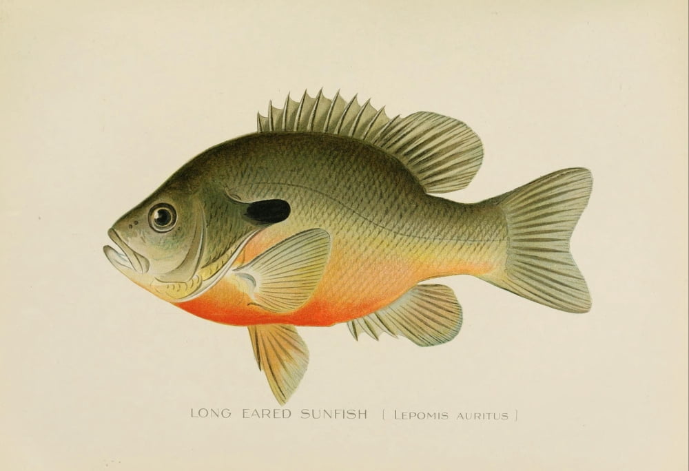 Commissioners of Fisheries NY 1899 Long-eared Sunfish Canvas Art - SF Denton (18 x 24)