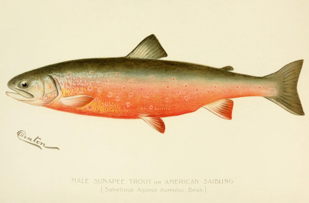 Commissioners of Fisheries NY 1899 Male Sunapee Trout Canvas Art - SF Denton (24 x 36)