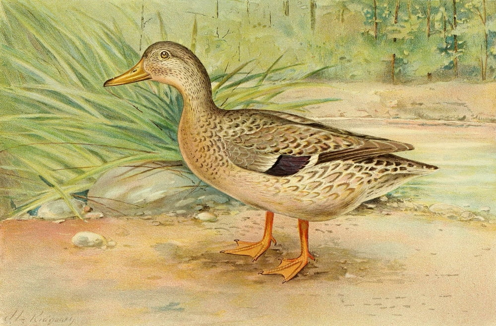 Commissioners of Fisheries NY 1899 Mallard Female Canvas Art - JL Ridgway (18 x 24)