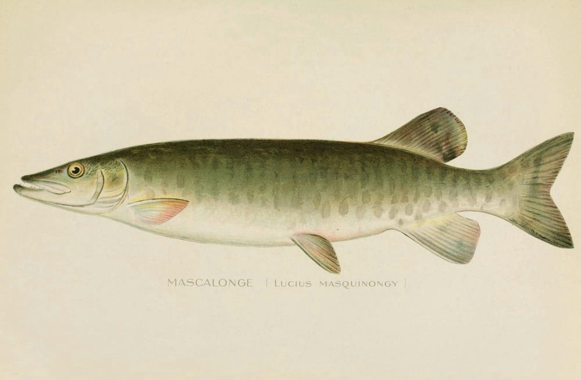 Commissioners of Fisheries NY 1899 Mascalonge Canvas Art - SF Denton (24 x 36)